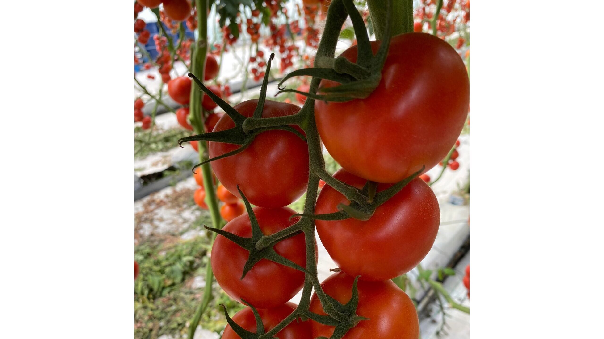 invernadero tomate Milbeknock|Foto Caqui Sonar